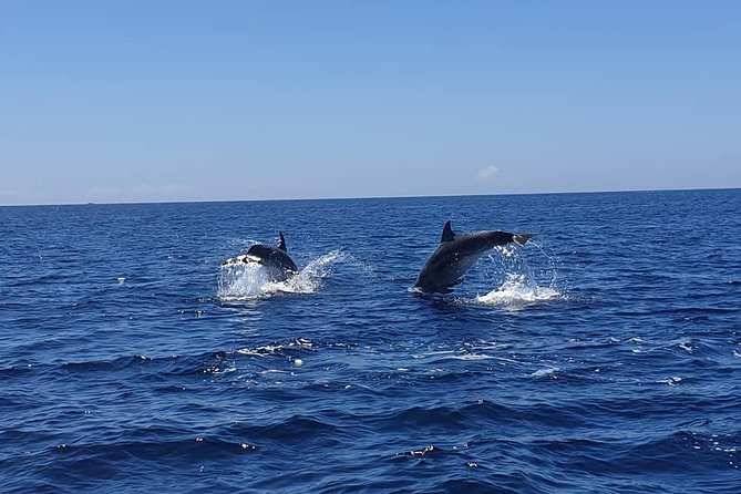 Become a dolphin protector! Lisbon Eco-dolphin watching - Key points to know before booking