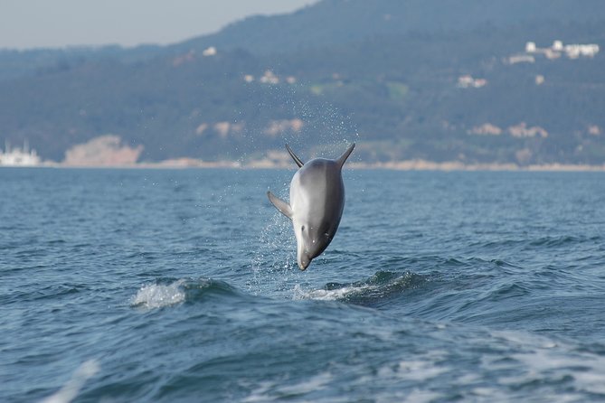 Become a dolphin protector! Lisbon Eco-dolphin watching - Setting out from Sesimbra at 10 a.m.