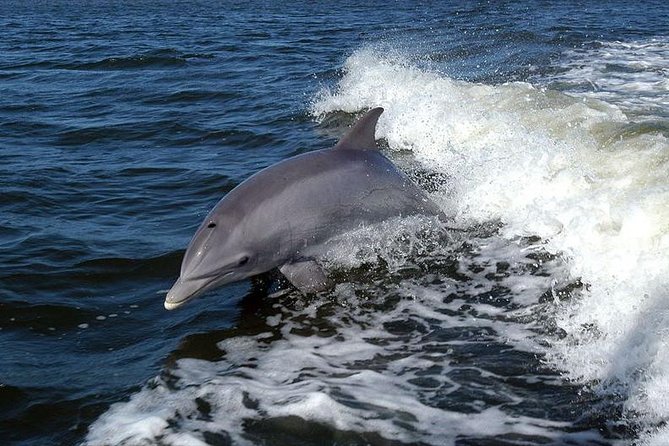 Become a dolphin protector! Lisbon Eco-dolphin watching - Watching Roazes Corvineiros without chasing them