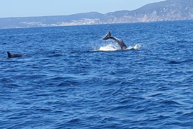 Become a dolphin protector! Lisbon Eco-dolphin watching - Why the trip suits families