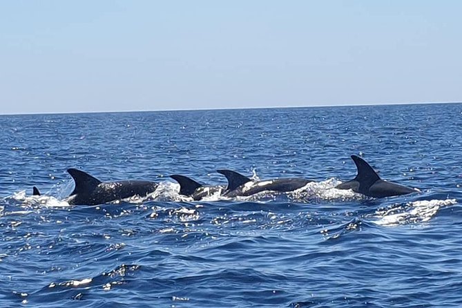 Become a dolphin protector! Lisbon Eco-dolphin watching - Weather, refunds, and the practical fine print