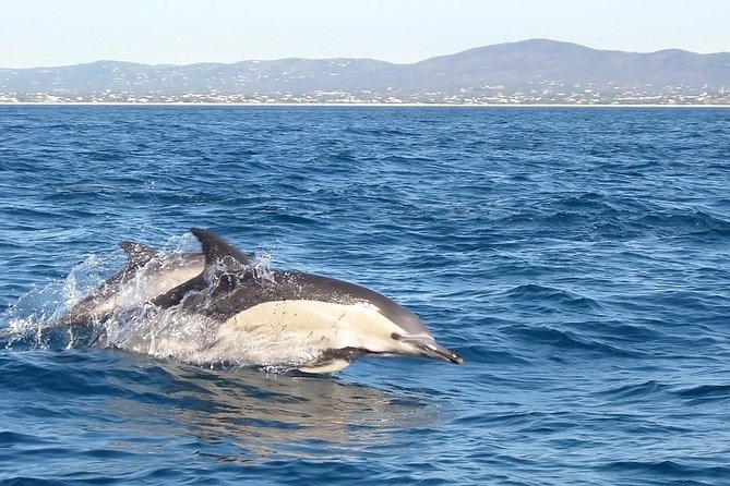 Become a dolphin protector! Lisbon Eco-dolphin watching - Following the Arrábida coast toward dolphin country