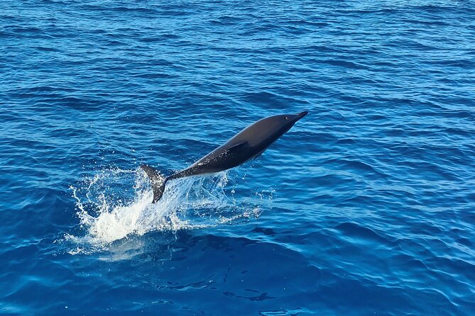Benagil Caves and Dolphin Watching - 2.5h - What the 2.5-hour ride feels like