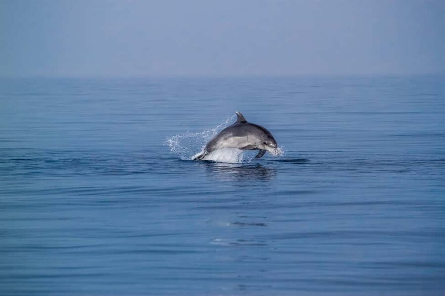Benalmadena: Dolphin Sighting Boat Tour - Key points to know before booking