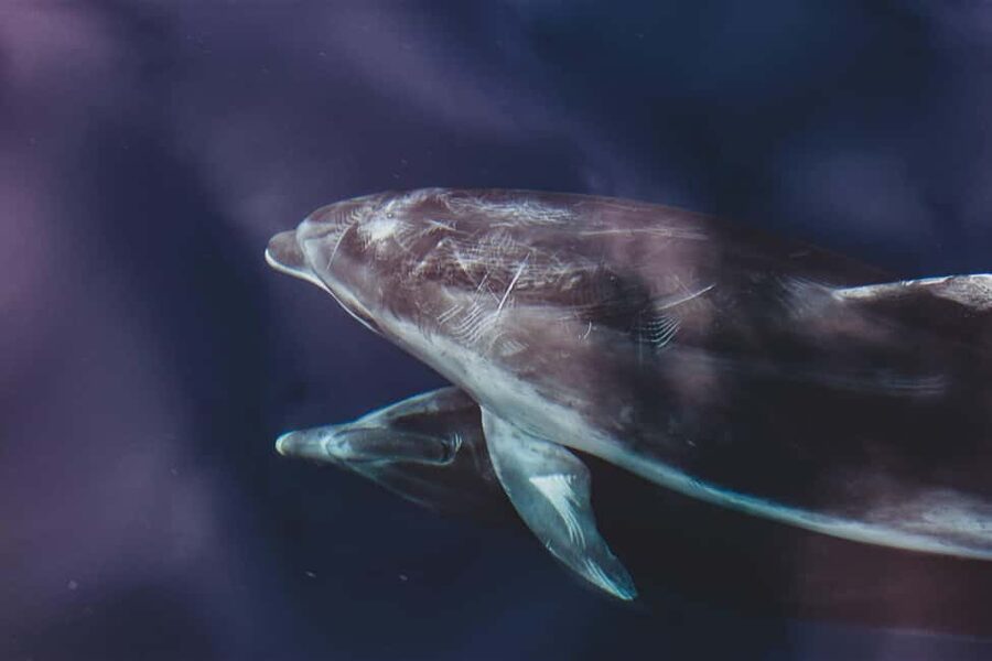 Benalmadena: Dolphin Sighting Boat Tour - Leaving from Sea Love Experience in Benalmádena Marina