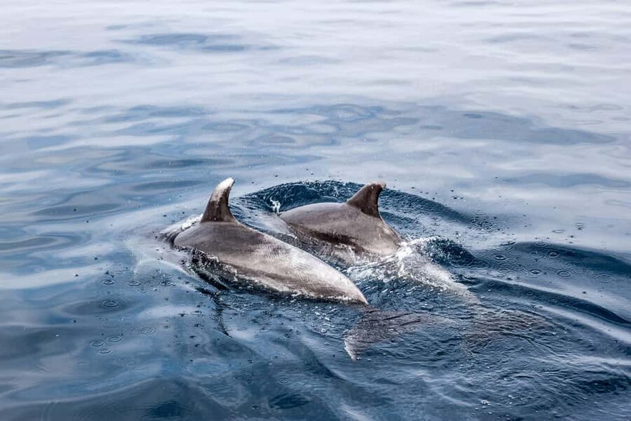 Benalmadena: Dolphin Sighting Boat Tour - Forty minutes set aside for dolphin watching