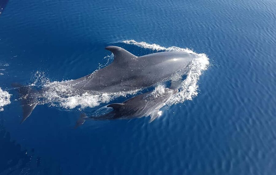 Benalmadena: Dolphin Sighting Boat Tour - The first 40 minutes on the Alboran Sea