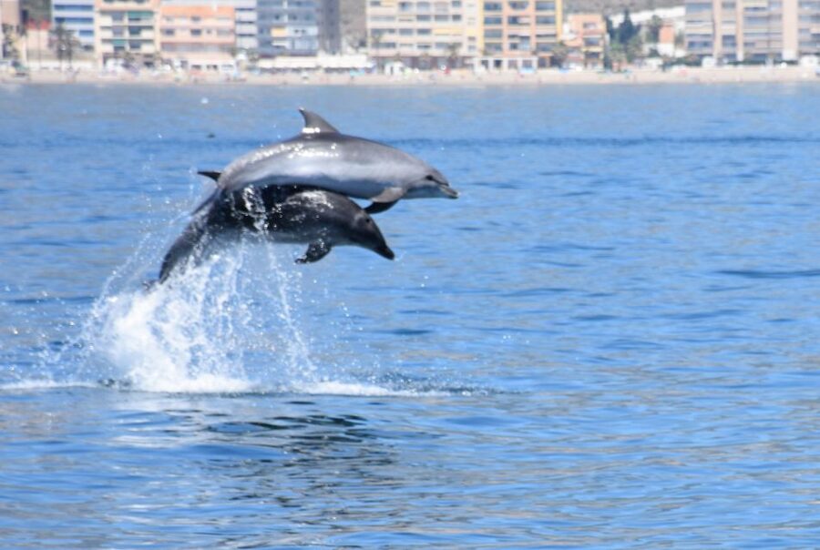 Benalmadena: Dolphin Watching Boat Tour - A dolphin trip that keeps the coast in view