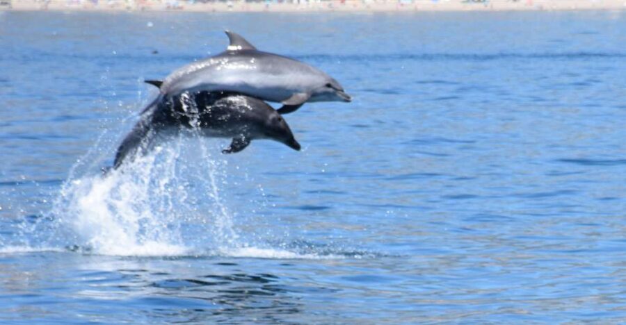 Benalmadena: Dolphin Watching Boat Tour - What the 100-minute route includes