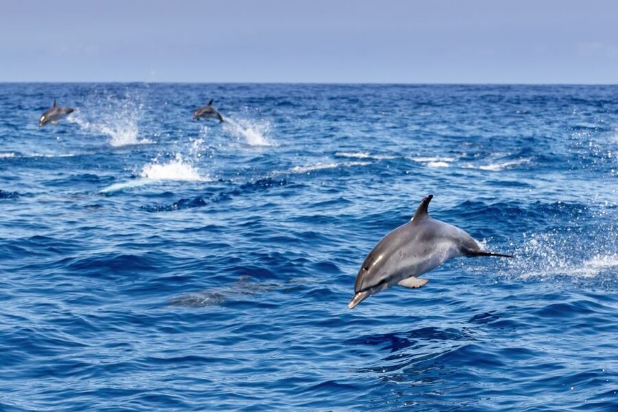 Benalmadena: Dolphin Watching Boat Tour - Searching for dolphins in open water