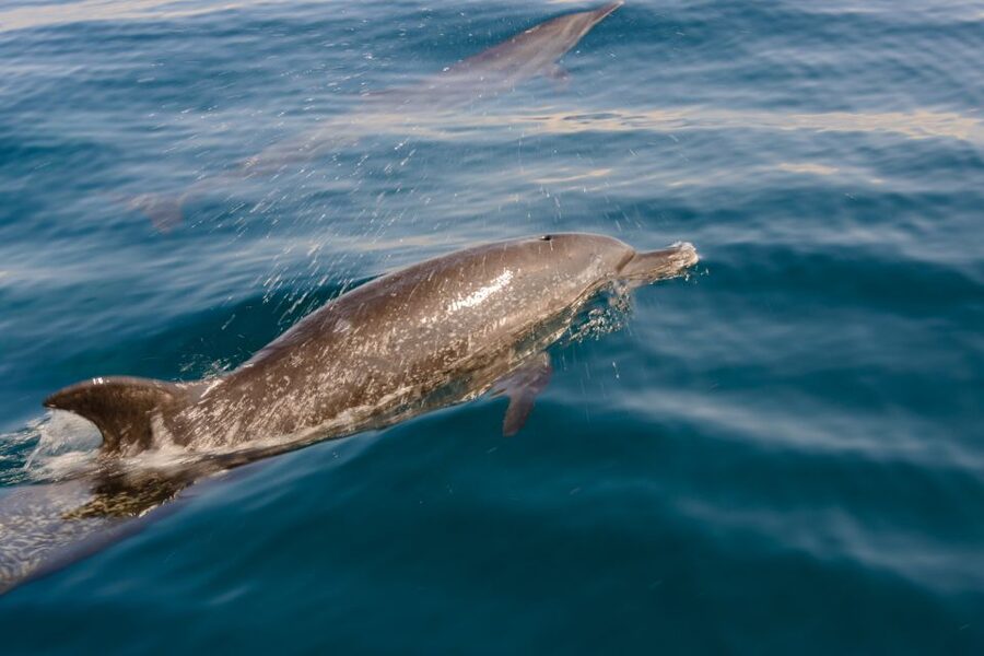Benalmadena: Dolphin Watching Boat Tour - Underwater windows and the best viewing spots