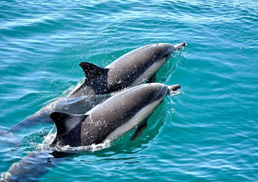 Benalmadena: Private Boat Trip – Dolphins, Drinks & Snacks - Who will enjoy this boat trip most?