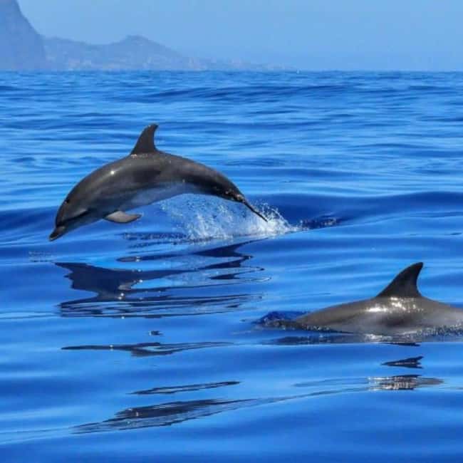Benalmádena: Sailing & Dolphin Watching with Snacks/Drinks - A swim stop with paddleboard and snorkel gear