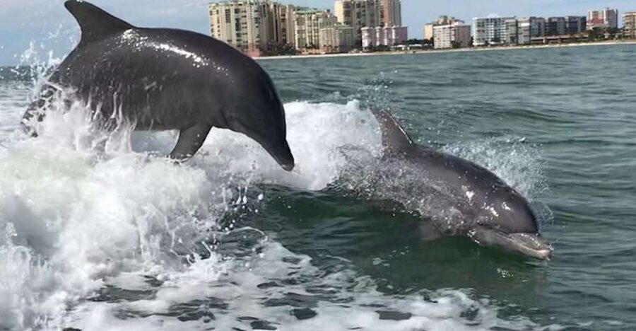 Best of Marco Dolphin Tour - Seeing the Refuge, Not Just the Animals
