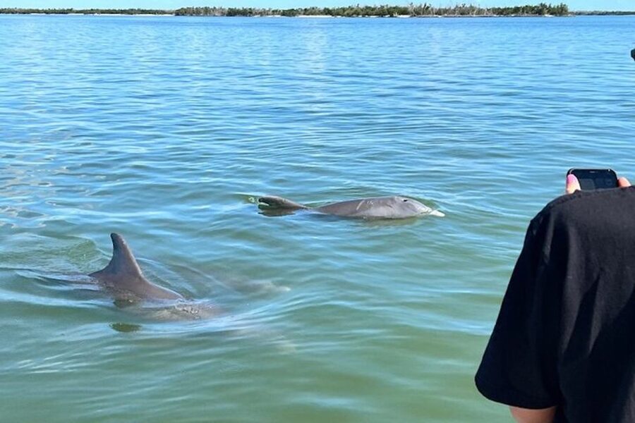 Best of Marco Dolphin Tour - Chasing Dolphins Through the Ten Thousand Islands