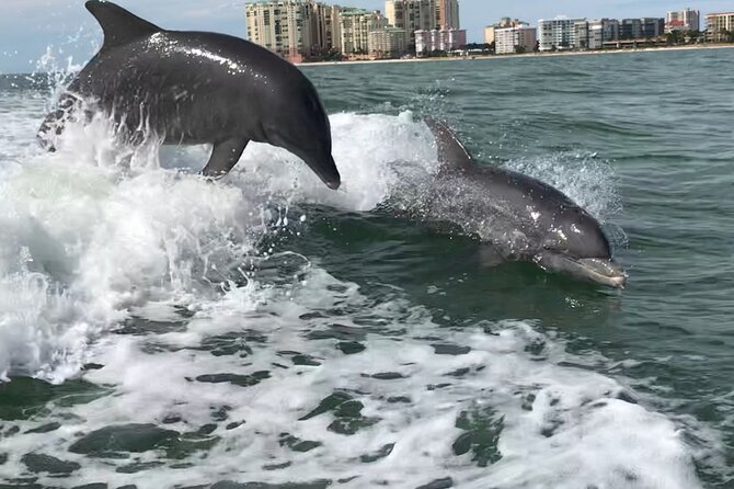 Best of Marco Island Dolphin Tour - Key points to know before you go