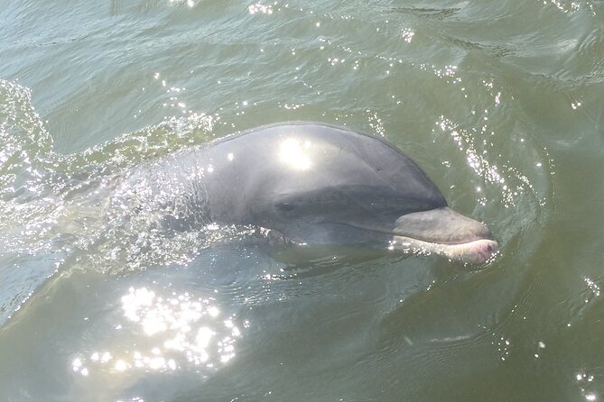 Best of Marco Island Dolphin Tour - A few practical limits to plan around