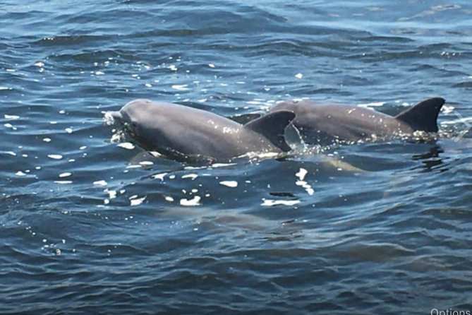 Big Fun Dolphin Cruise & Sealife Experiece ORANGE BEACH ALABAMA - A dolphin cruise with a little more mischief
