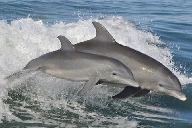 Big Fun Dolphin Cruise & Sealife Experiece ORANGE BEACH ALABAMA - Getting settled aboard the 65-foot boat
