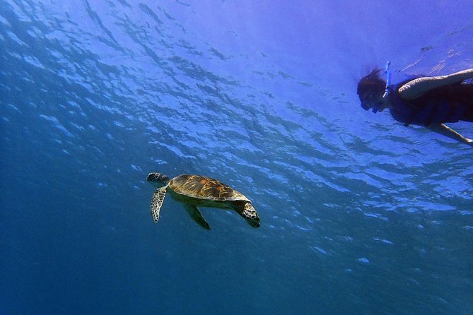 BIG Sunset Cruise - Dinner & Dolphin Watching in Guam - Dolphin watching, flying fish, and other sightings