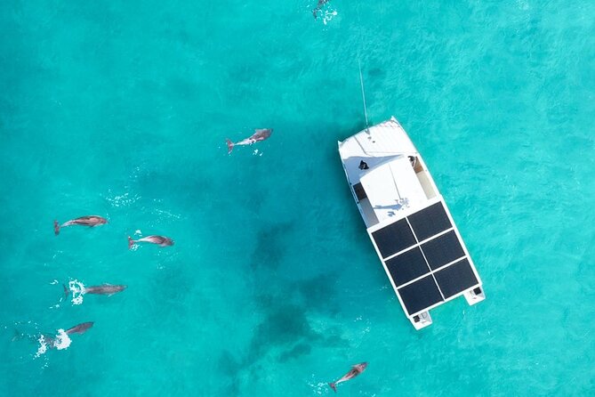 Biologist Owned & Operated: Dolphin Watching & Guided Snorkeling - Dolphins first, snorkeling second