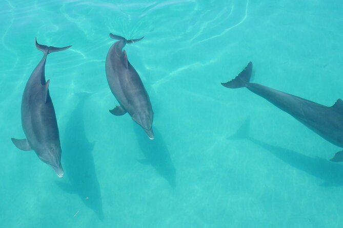 Biologist Owned & Operated: Dolphin Watching & Guided Snorkeling - Is $143.05 a fair price?