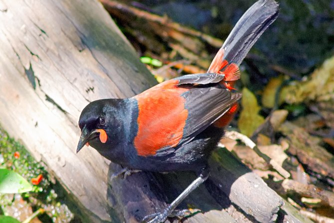 Bird Watching and Dolphin Eco-Tour to Blumine Island - Rare birds and the value of a trained guide