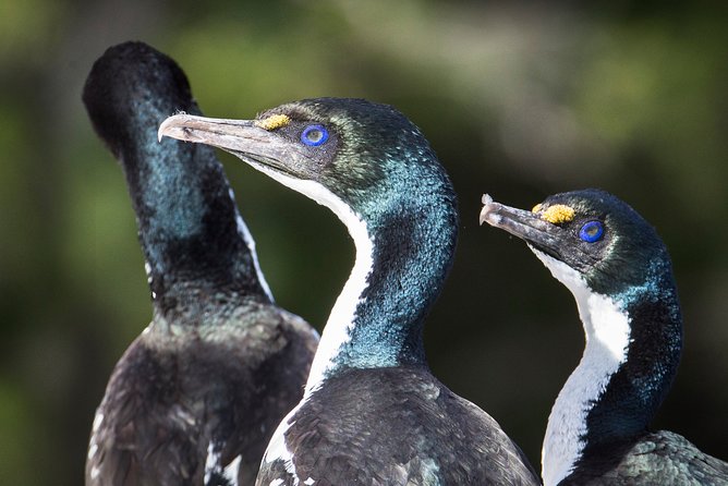 Bird Watching and Dolphin Eco-Tour to Blumine Island - Blue penguin chicks, seals, and other memorable sightings
