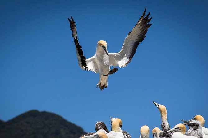 Bird Watching and Dolphin Eco-Tour to Blumine Island - Who should book this Picton eco-tour?