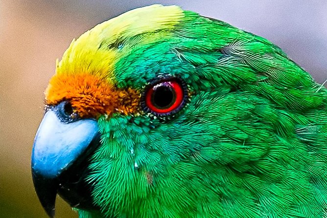 Bird Watching and Dolphin Eco-Tour to Blumine Island - Cruising Queen Charlotte Sound from Picton