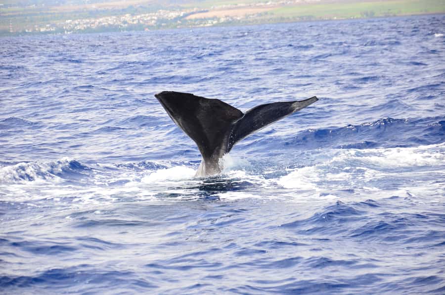 Black River: Dolphin Swim and Whale Watching by Speedboat - A Wildlife Trip That Puts Rules Before Showmanship