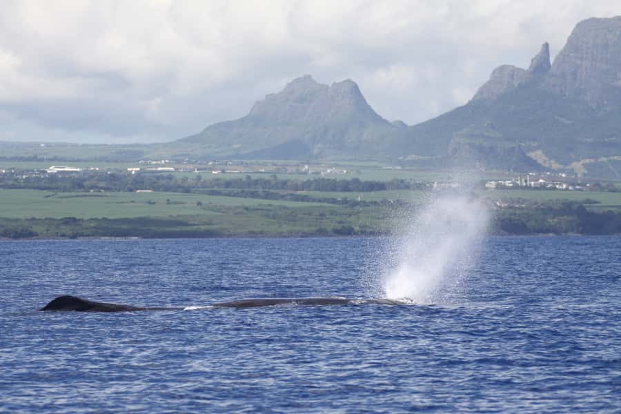 Black River: Dolphin Swim and Whale Watching by Speedboat - Leaving Grande Riviere Noire on a 14-Passenger Boat