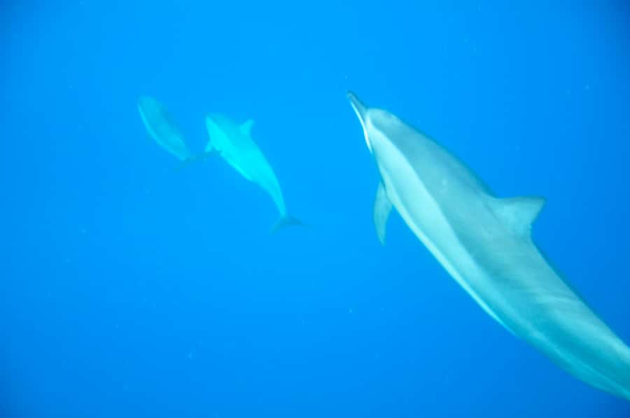 Black River: Dolphin Swim and Whale Watching by Speedboat - Watching Sperm Whales From a Respectful Distance
