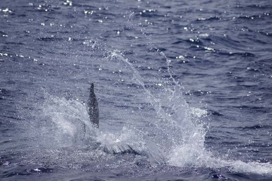 Black River: Dolphin Swim and Whale Watching by Speedboat - Is $129 Good Value?