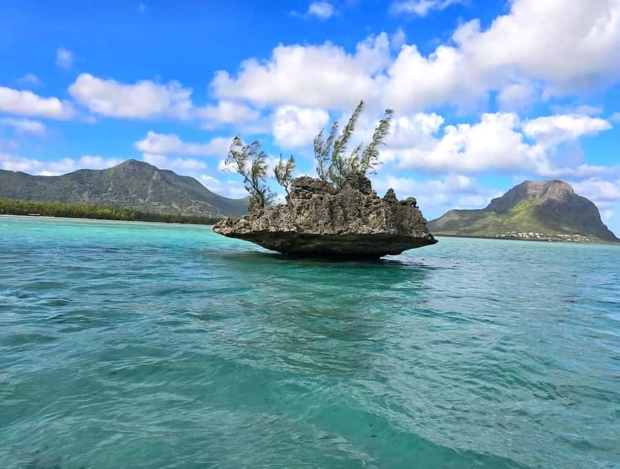 Black River: Swim with Dolphin Speed Boat Tour with lunch - Why the dolphin encounter is handled differently