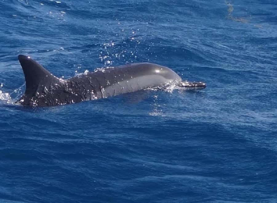 Black River: Swim with Dolphin Speed Boat Tour with lunch - Swimming with dolphins in the southwest lagoon