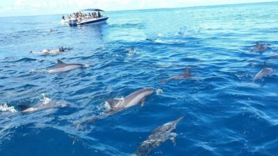 Black River: Swim with Dolphin Speed Boat Tour with lunch