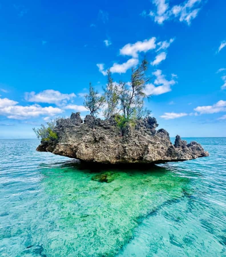 Black River: Swim with Dolphin Speed Boat Tour with lunch - Crystal Rock and the reef stop