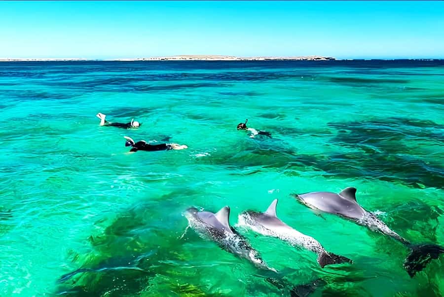 Black River: Swim with Dolphin Speed Boat Tour with lunch - Who should book this speedboat day?