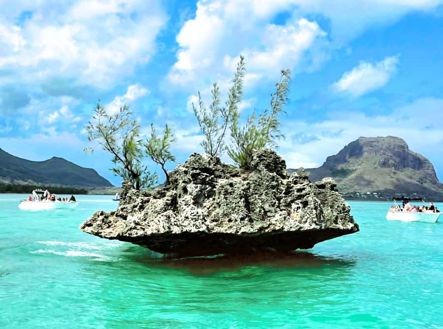 Black River: Swim with Dolphin Speed Boat Tour with lunch - FAQ