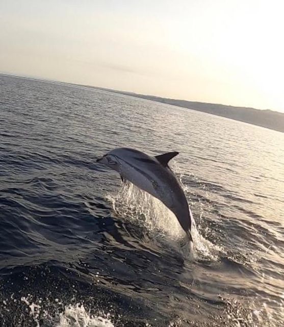 boat tour exploring and searching for dolphins in Acitrezza - Searching three nautical miles offshore
