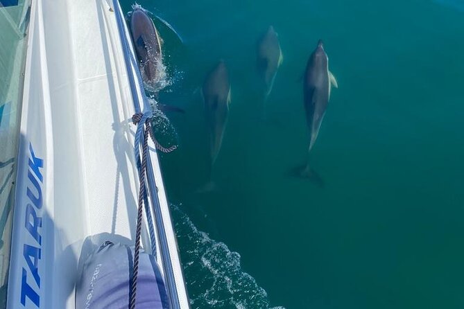 Boat Tour : Observation of Dolphins and Nazareth Canyon - The red lighthouse and Fort São Miguel