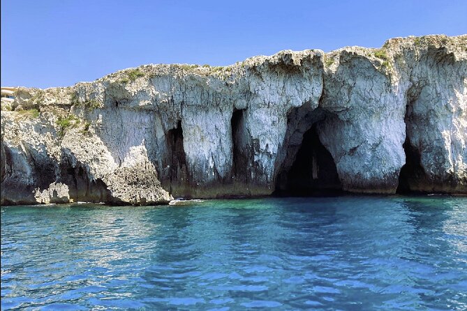 Boat tour with dolphin sighting - Key points to know before you book