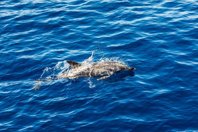 Boat tour with dolphin sighting - Starting at Spiaggia di Fonte Aretusa