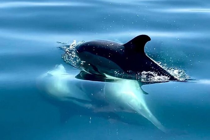 Boat Trip for Dolphin Watching along the Arrabida Coast and Sesimbra - Searching for dolphins off the Arrábida Coast