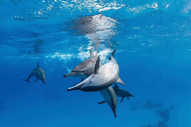 Boat Trip to Dolphin House Guided Swimming with Lunch in Hurghada - What the 8:00 am start looks like