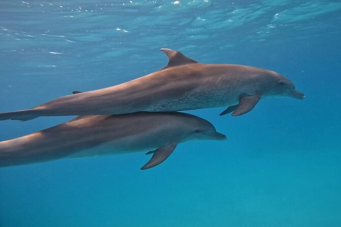 Boat Trip to Dolphin House Guided Swimming with Lunch in Hurghada - How the guide affects the day