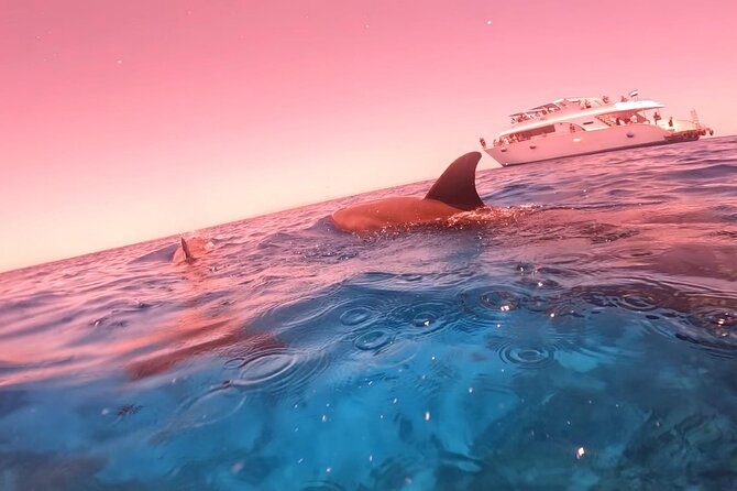 Boat Trip to Dolphin House Guided Swimming with Lunch in Hurghada - Lunch, drinks, and what is included for $18