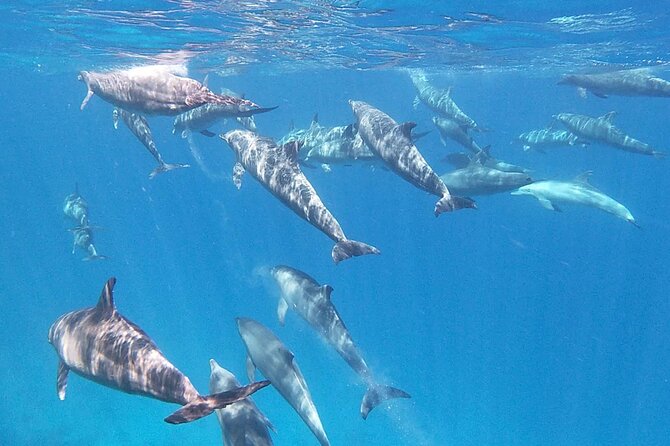 Boat Trip to Dolphin House Guided Swimming with Lunch in Hurghada - A group boat with a maximum of 35 people