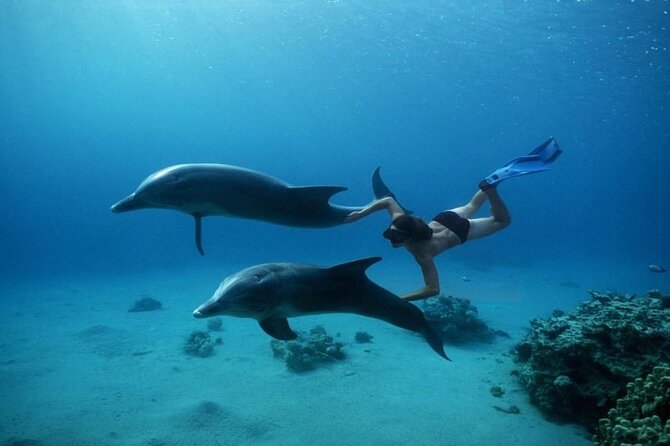 Boat Trip to Dolphin House Guided Swimming with Lunch in Hurghada - Timing, fees, and cancellation rules